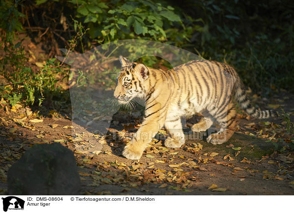 Amur tiger / DMS-08604