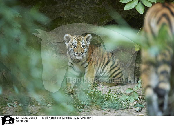Amur tiger / DMS-08606