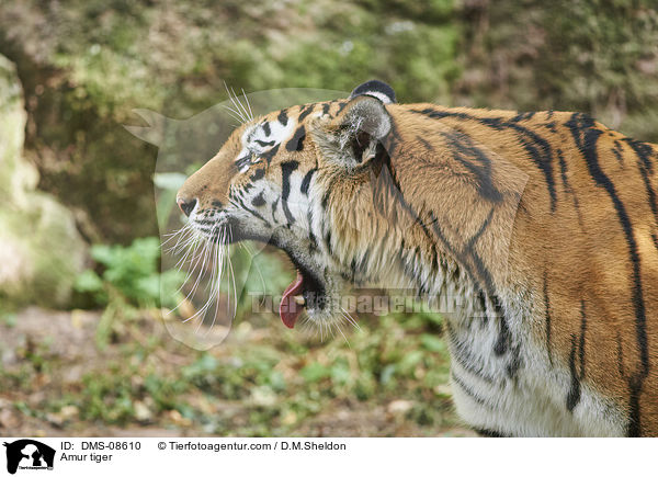 Amur tiger / DMS-08610
