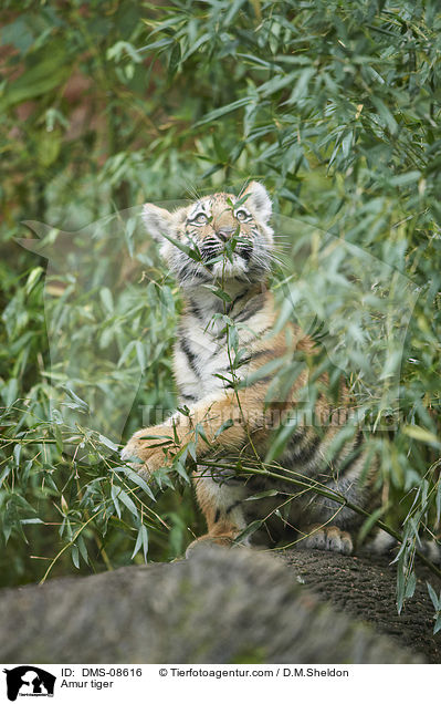 Amur tiger / DMS-08616