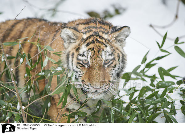 Amurtiger / Siberian Tiger / DMS-08653