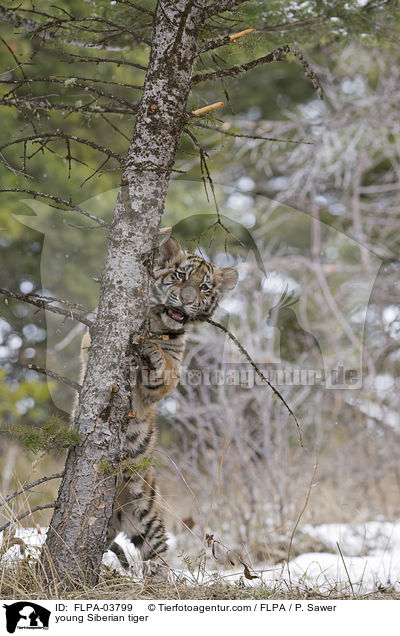 young Siberian tiger / FLPA-03799