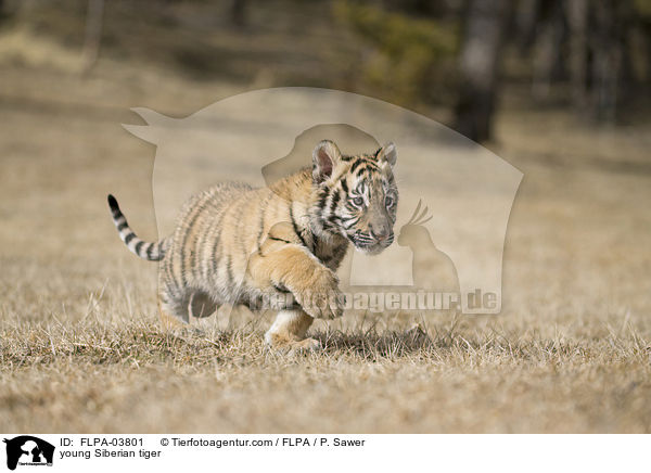 young Siberian tiger / FLPA-03801