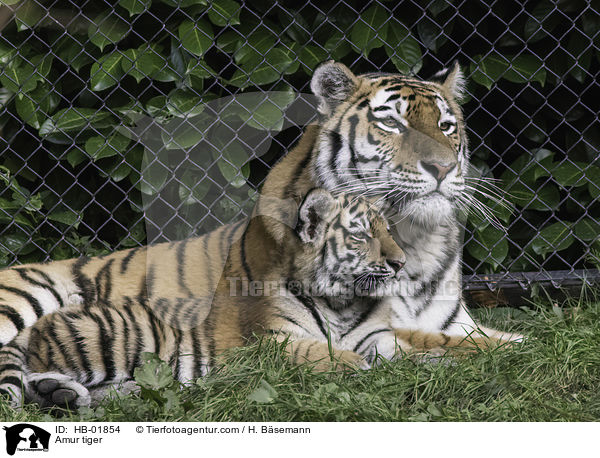 Amur tiger / HB-01854