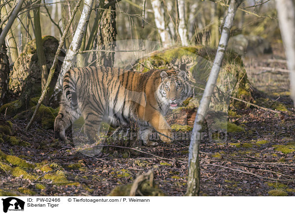 Siberian Tiger / PW-02466