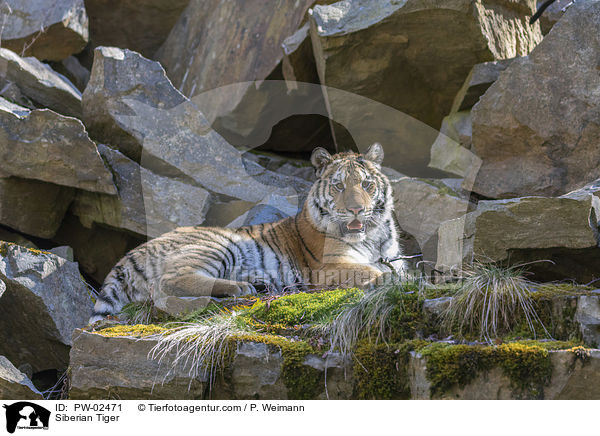 Siberian Tiger / PW-02471