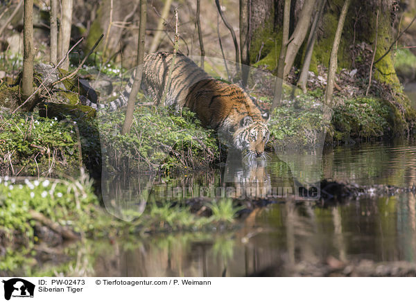 Siberian Tiger / PW-02473