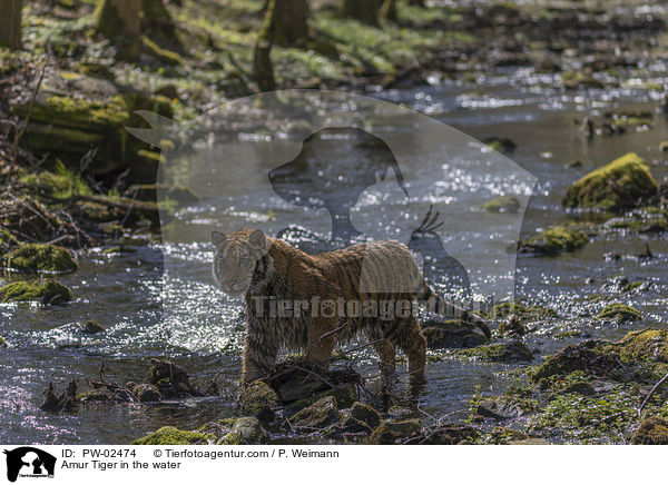 Amur Tiger in the water / PW-02474