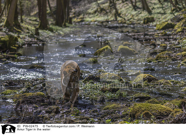 Amur Tiger in the water / PW-02475