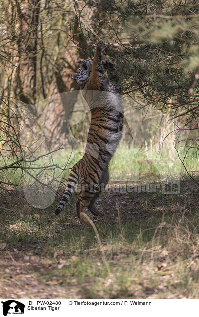 Siberian Tiger / PW-02480
