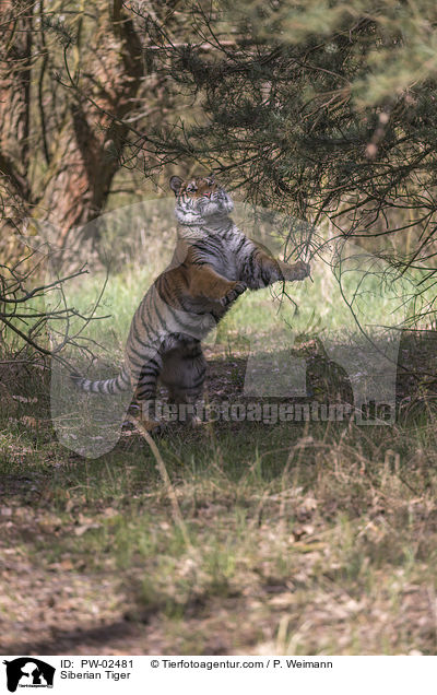 Siberian Tiger / PW-02481