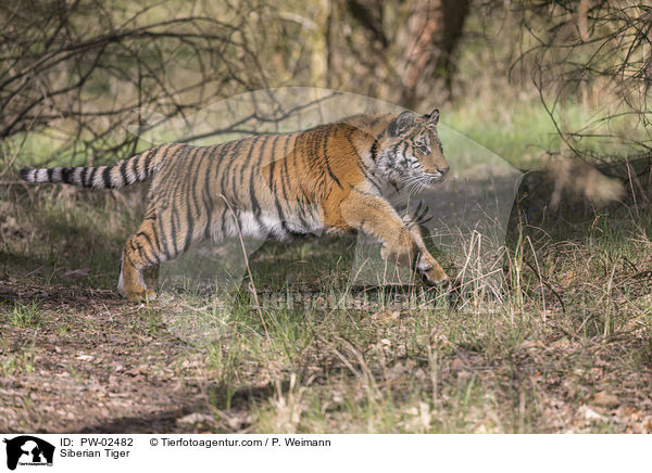 Siberian Tiger / PW-02482