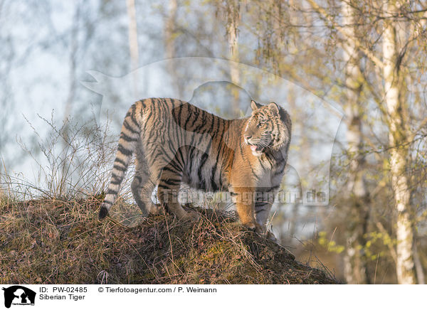 Siberian Tiger / PW-02485