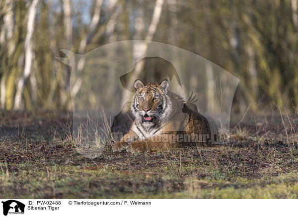 Siberian Tiger / PW-02488