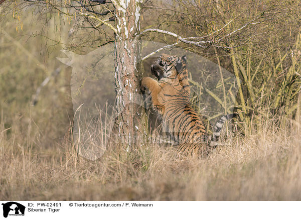 Siberian Tiger / PW-02491