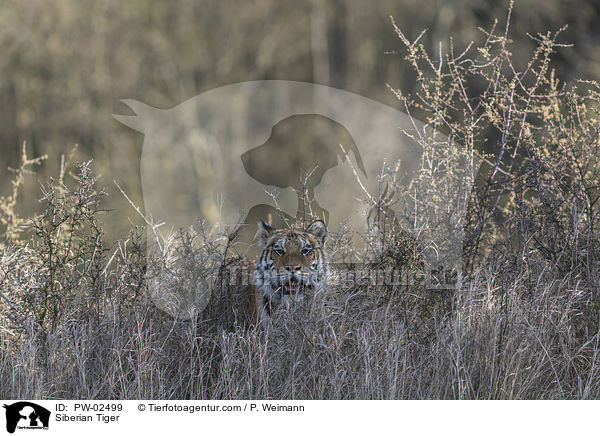 Siberian Tiger / PW-02499