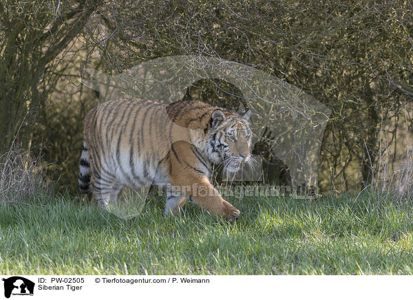 Siberian Tiger / PW-02505
