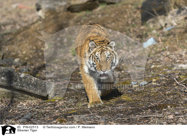 Siberian Tiger / PW-02513