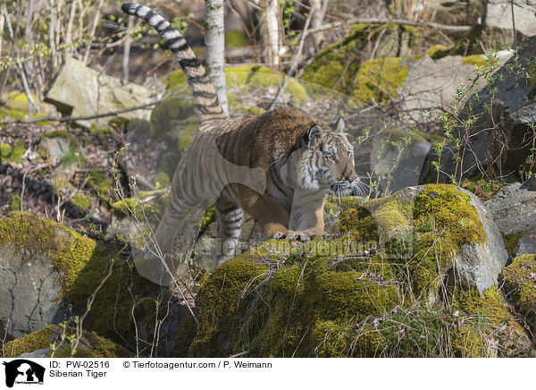 Siberian Tiger / PW-02516