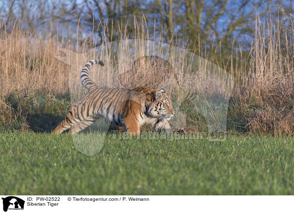 Siberian Tiger / PW-02522
