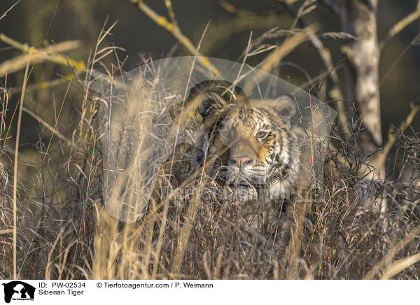 Siberian Tiger / PW-02534