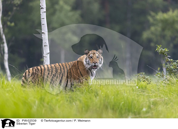 Siberian Tiger / PW-02539