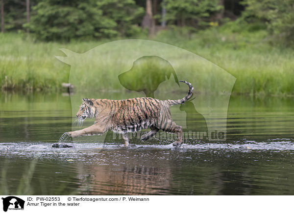Amur Tiger in the water / PW-02553