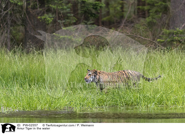 Amur Tiger in the water / PW-02557