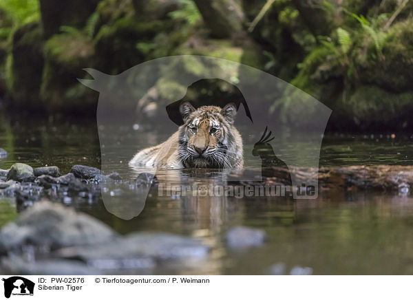 Siberian Tiger / PW-02576