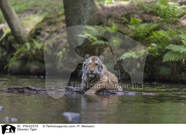 Siberian Tiger / PW-02578