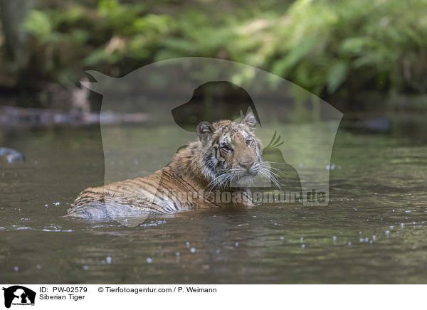 Siberian Tiger / PW-02579