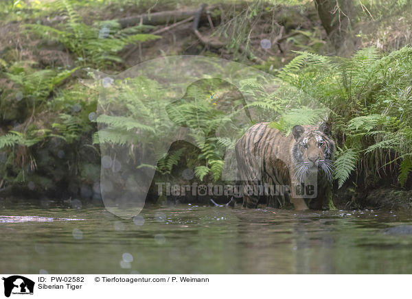 Siberian Tiger / PW-02582