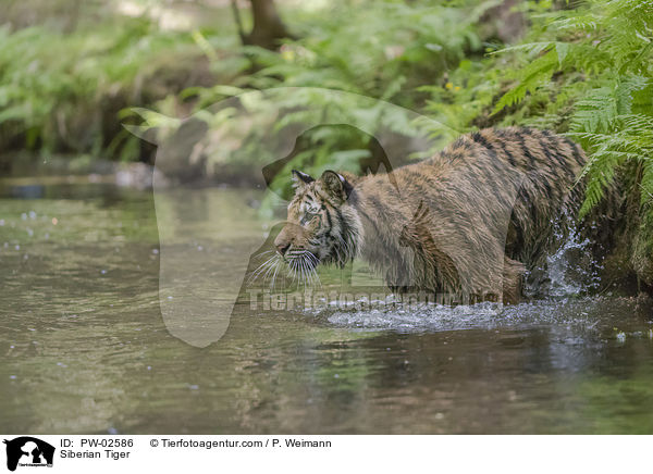 Siberian Tiger / PW-02586
