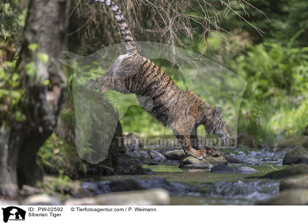 Siberian Tiger / PW-02592