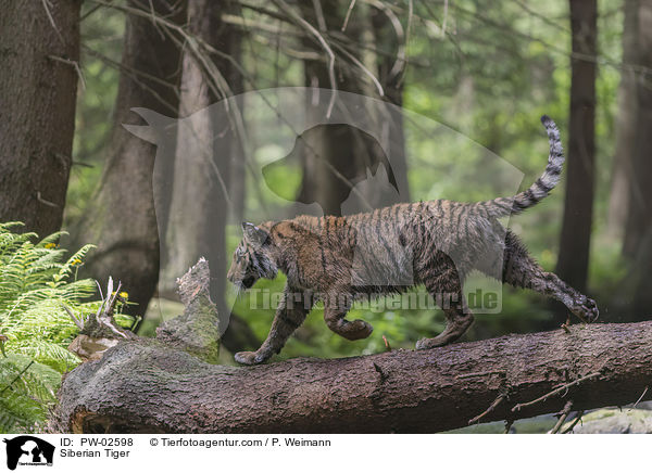 Amurtiger / Siberian Tiger / PW-02598
