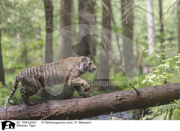 Siberian Tiger / PW-02601
