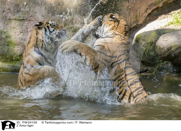 2 Amur tiger / PW-04109