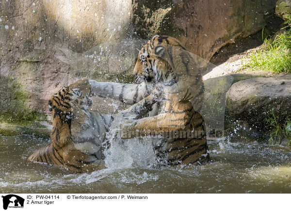2 Amur tiger / PW-04114