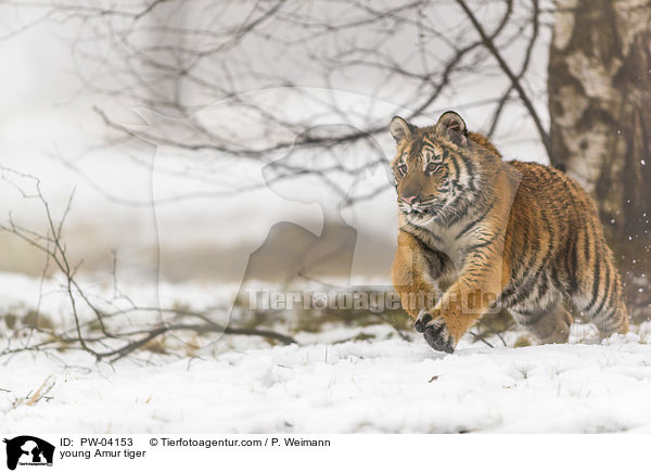 young Amur tiger / PW-04153