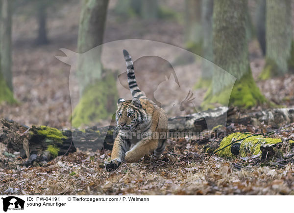 young Amur tiger / PW-04191