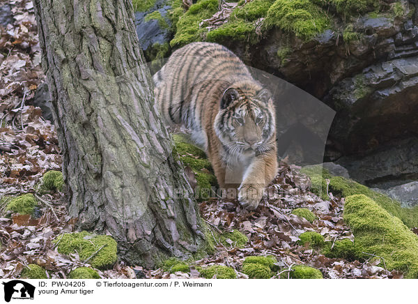 young Amur tiger / PW-04205