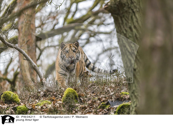 young Amur tiger / PW-04211