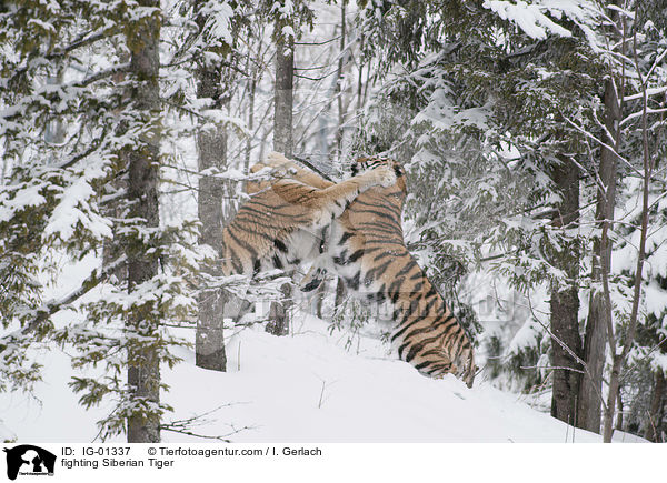 fighting Siberian Tiger / IG-01337