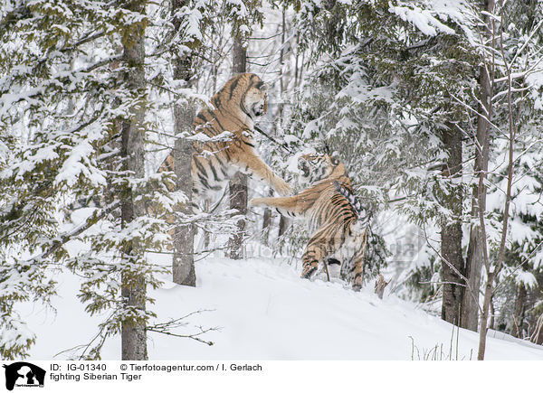 fighting Siberian Tiger / IG-01340