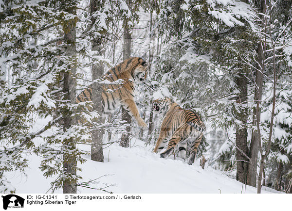fighting Siberian Tiger / IG-01341