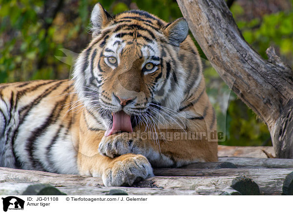 Amur tiger / JG-01108