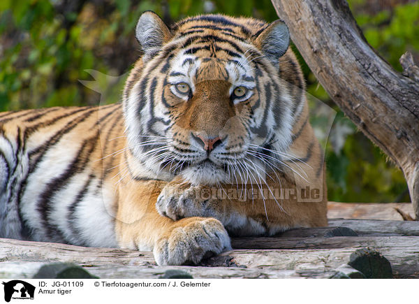 Amur tiger / JG-01109