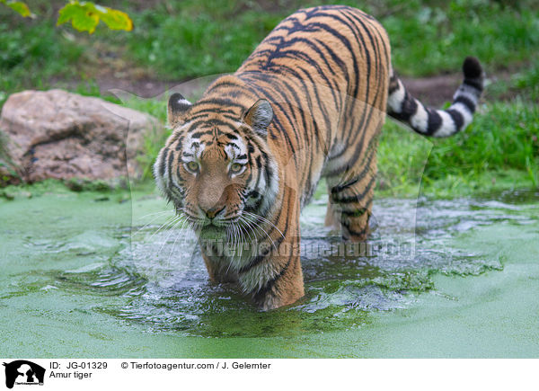 Amur tiger / JG-01329