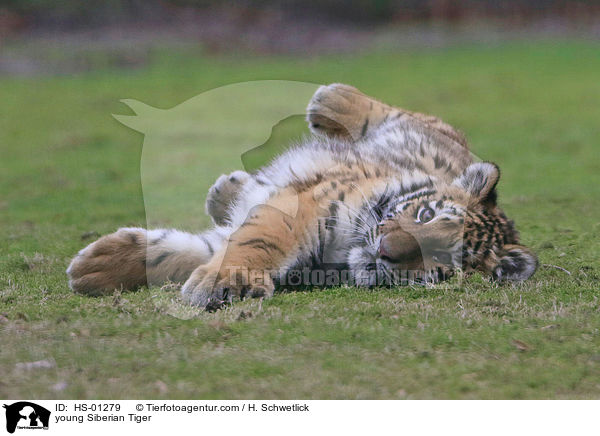 young Siberian Tiger / HS-01279