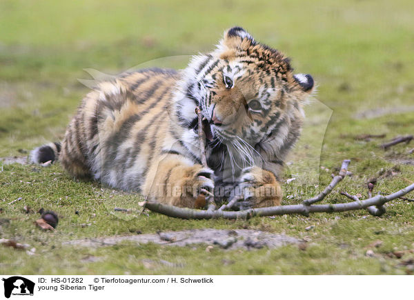 young Siberian Tiger / HS-01282